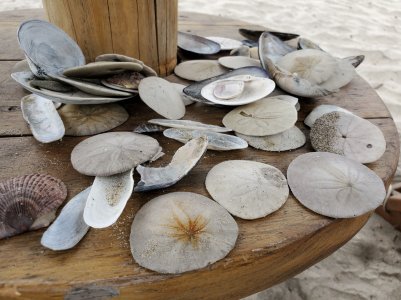 Shells.jpg