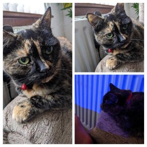 IMG_20190915_195414-COLLAGE.jpeg
