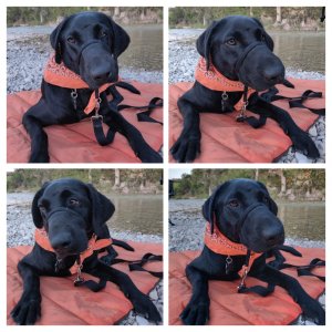 IMG_20190922_192659-COLLAGE.jpg