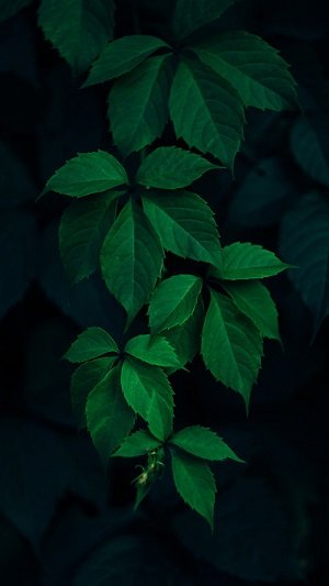 1567416850-dark0087.jpg 1567416850-dark0087.jpg