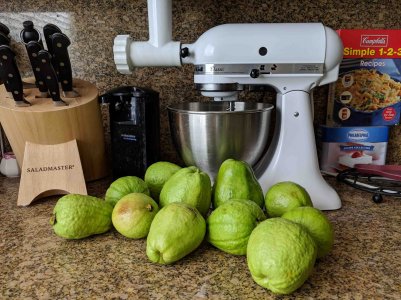 Guava.jpg