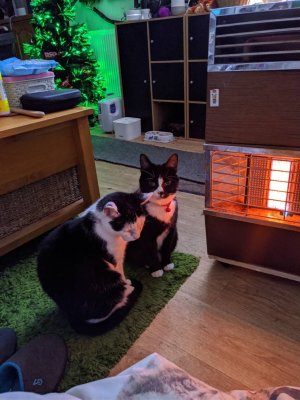 IMG_20191211_074305.jpeg