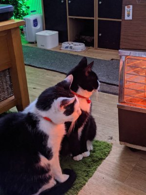 IMG_20191211_075045.jpeg