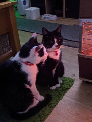 IMG_20191211_075033_MP.jpeg