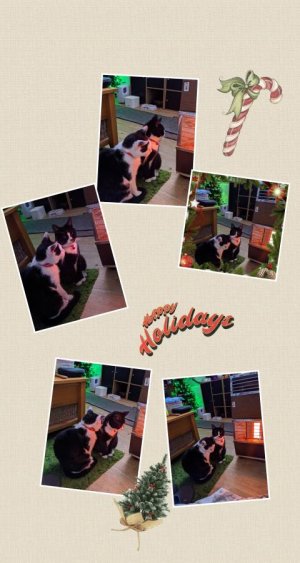 inCollage_20191211_075307653.jpeg
