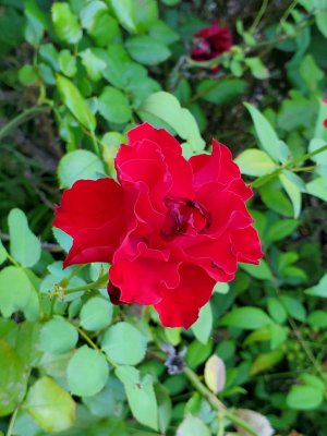 rose.jpg