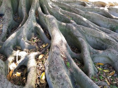 Roots.jpg