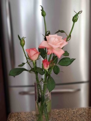 rose.jpg