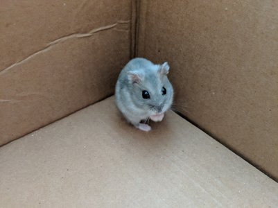 Hammie.jpg