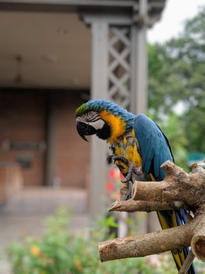 bird.jpg
