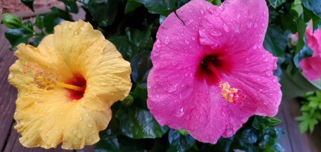 Hibiscus 2.jpg