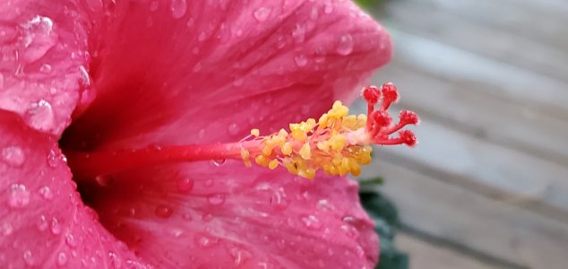 Hibiscus 1.jpg