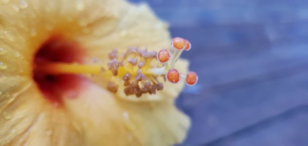 Hibiscus 3 - Copy.jpg