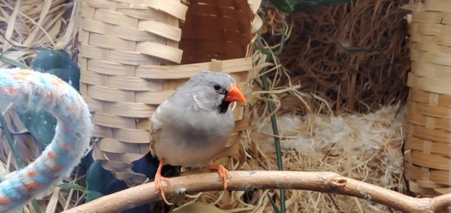 Bird 1.jpg