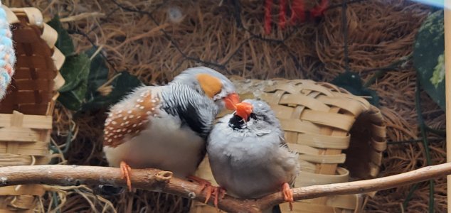 Bird 3.jpg