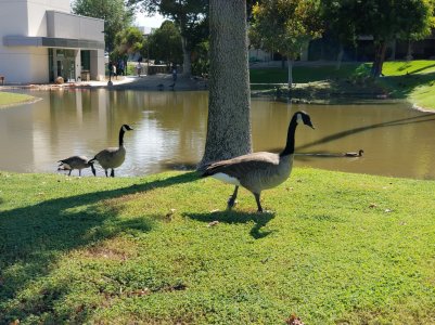 Geese.jpg