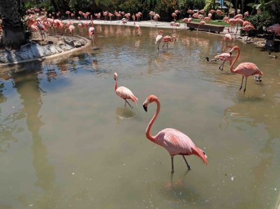 Flamingos.jpg