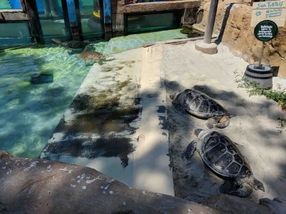 Turtles.jpg