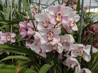 Orchid.jpg