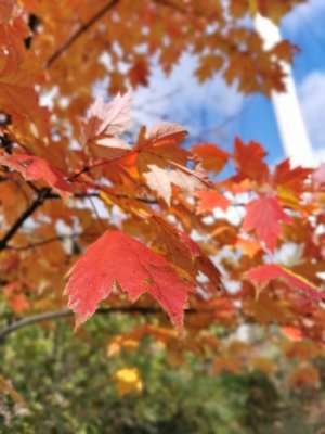 IMG_20191019_124457.jpg