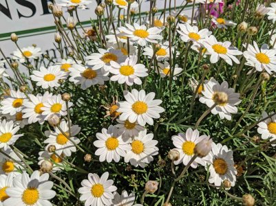 W Daisy.jpg