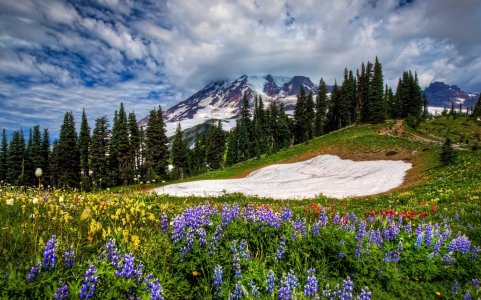 Mountains-flowers-sky-spring-grass_1920x1200.jpg