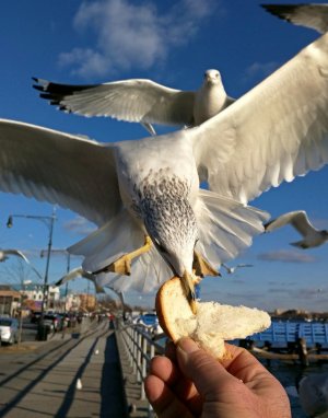 seagull.jpg