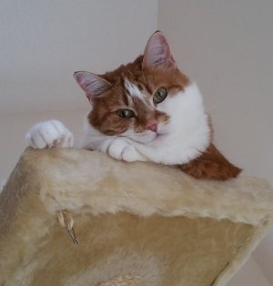 Beegie Tower.jpg