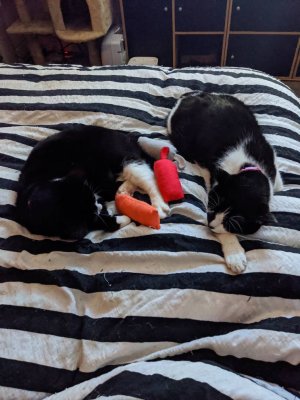 IMG_20200203_052118.jpeg