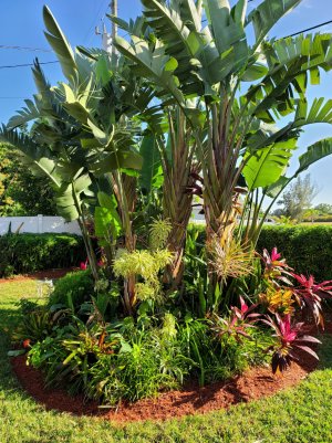 bird_of_paradise.jpg
