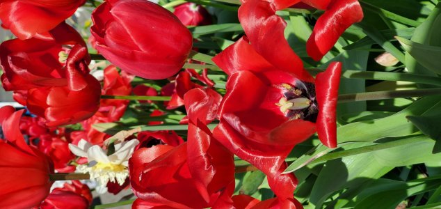 Flower1pic.jpg