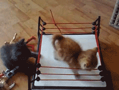 11hKUEMqvFVHwI.gif