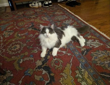 20200313_224638.jpeg