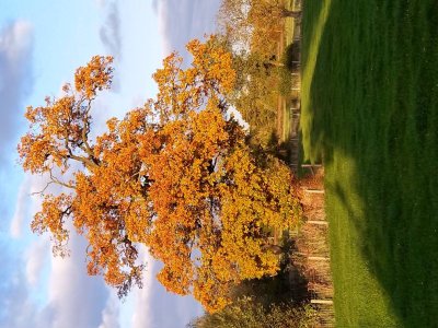Oak%20Tree%20November%202019.jpeg