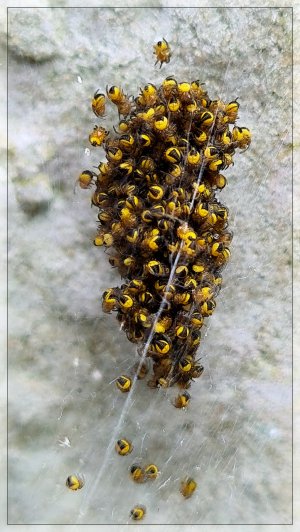 spiderlings.jpg