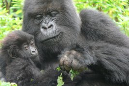 Promo_Fossey.jpg