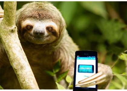 captivate sloth.jpg