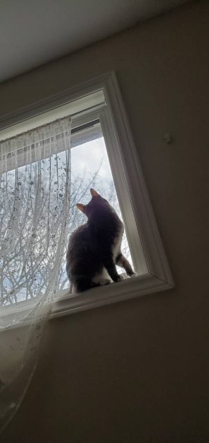 20200329_183319.jpeg