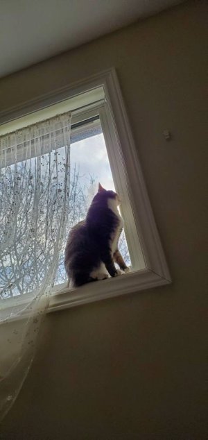 20200329_183331.jpeg