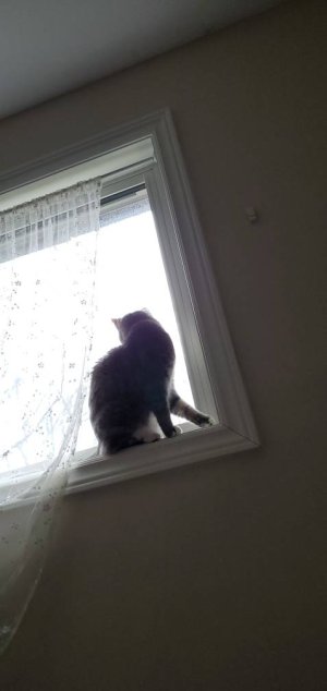 20200329_183351.jpeg