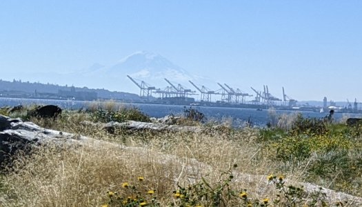 rainier1.jpg