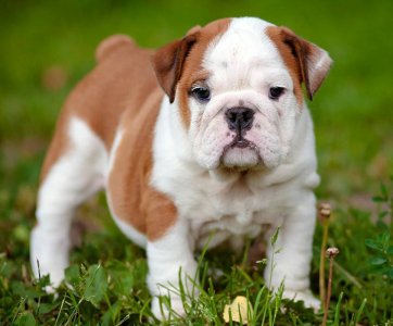 best-food-for-english-bulldog-puppies-header~2.jpeg