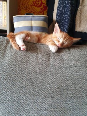 20200822_125321.jpeg