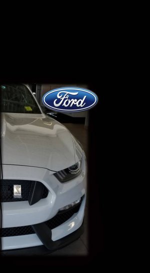 2016_Shelby.jpeg