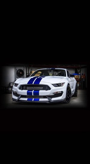 2018_Shelby.jpeg