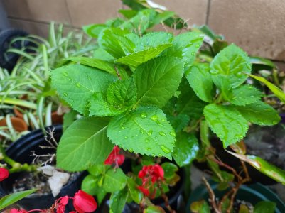 Water Plants.jpg