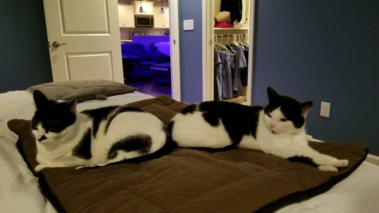 1-21-18 N&N On Bed.jpg