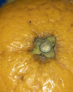 orange.jpg