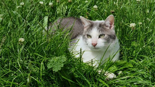 Baggins_Grass_01.jpg