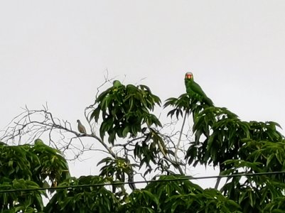 IMG_20200706_093245.jpg